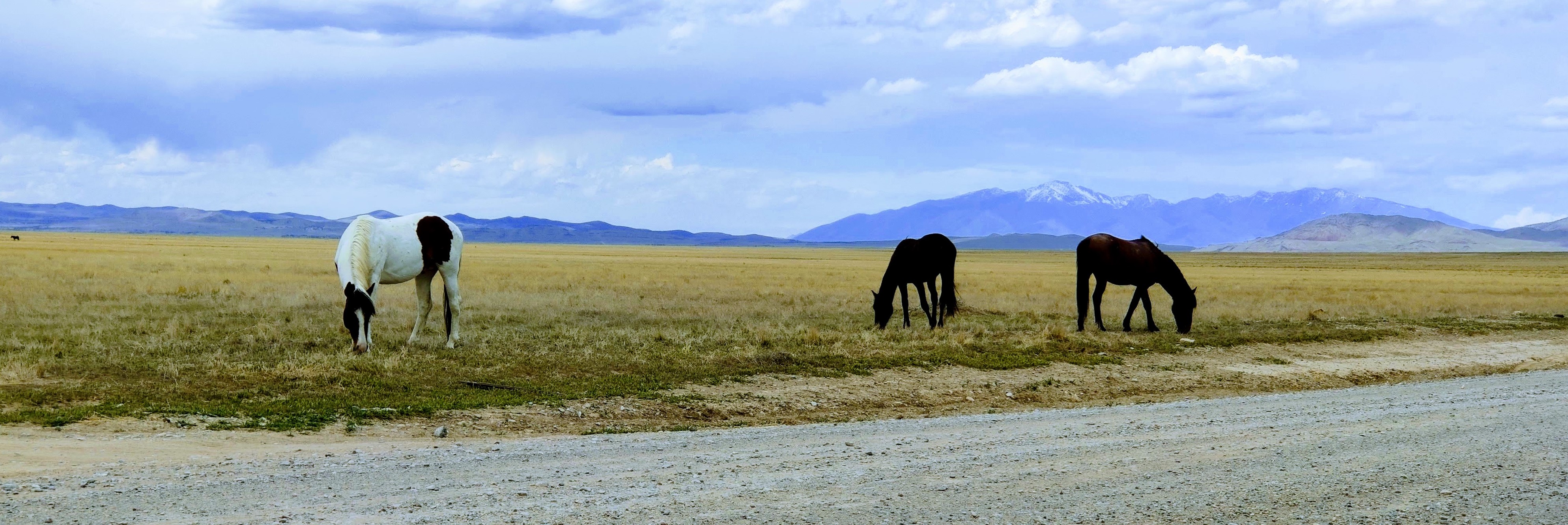 Wild Mustangs